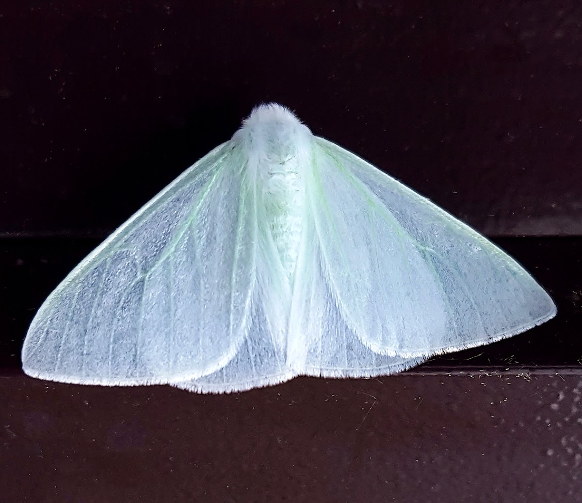 Erebid Moth