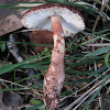 Lepiota mushroom