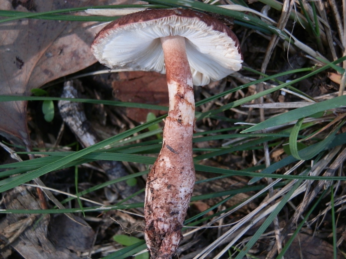 Lepiota mushroom