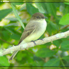 Eastern Phoebe