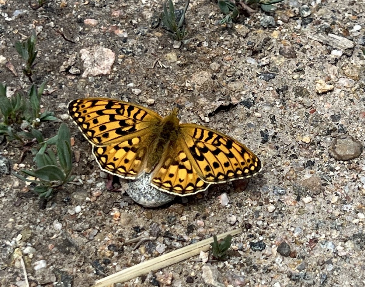 Bog Fritillary