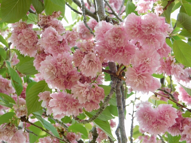 Japanese Flowering Cherry