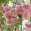 Japanese Flowering Cherry