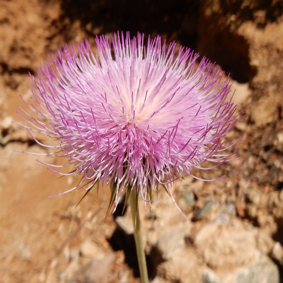 New Mexico Thistle