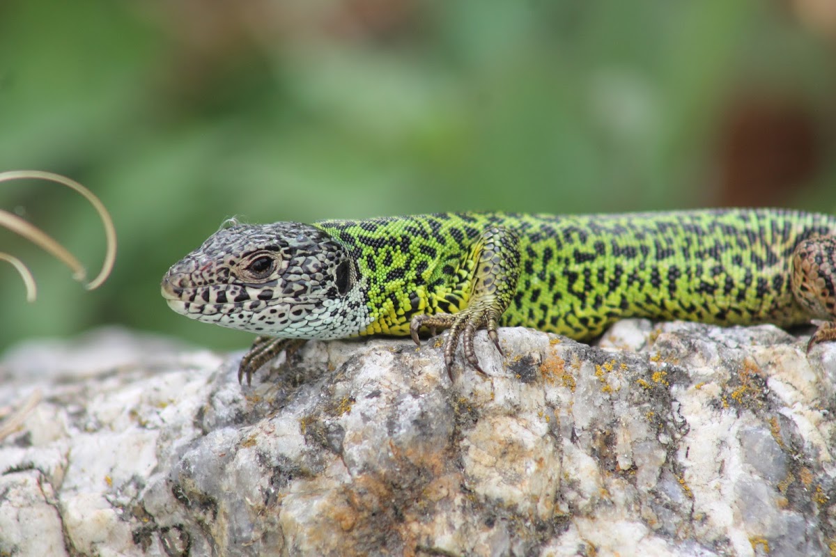 Lagarto-de-Água