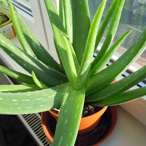 Aloe vera logo
