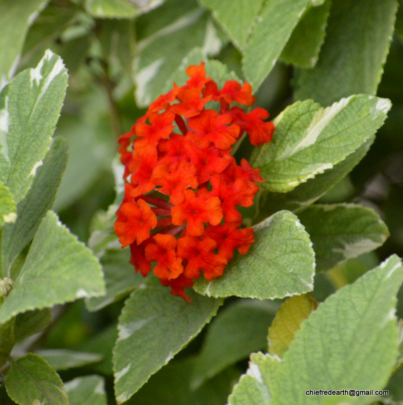 lantana