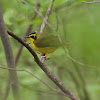 Kentucky Warbler