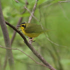 Kentucky Warbler