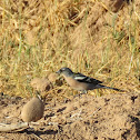 African Chaffinch