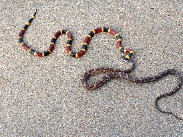 Texas Coral Snake/Texas Rat Snake