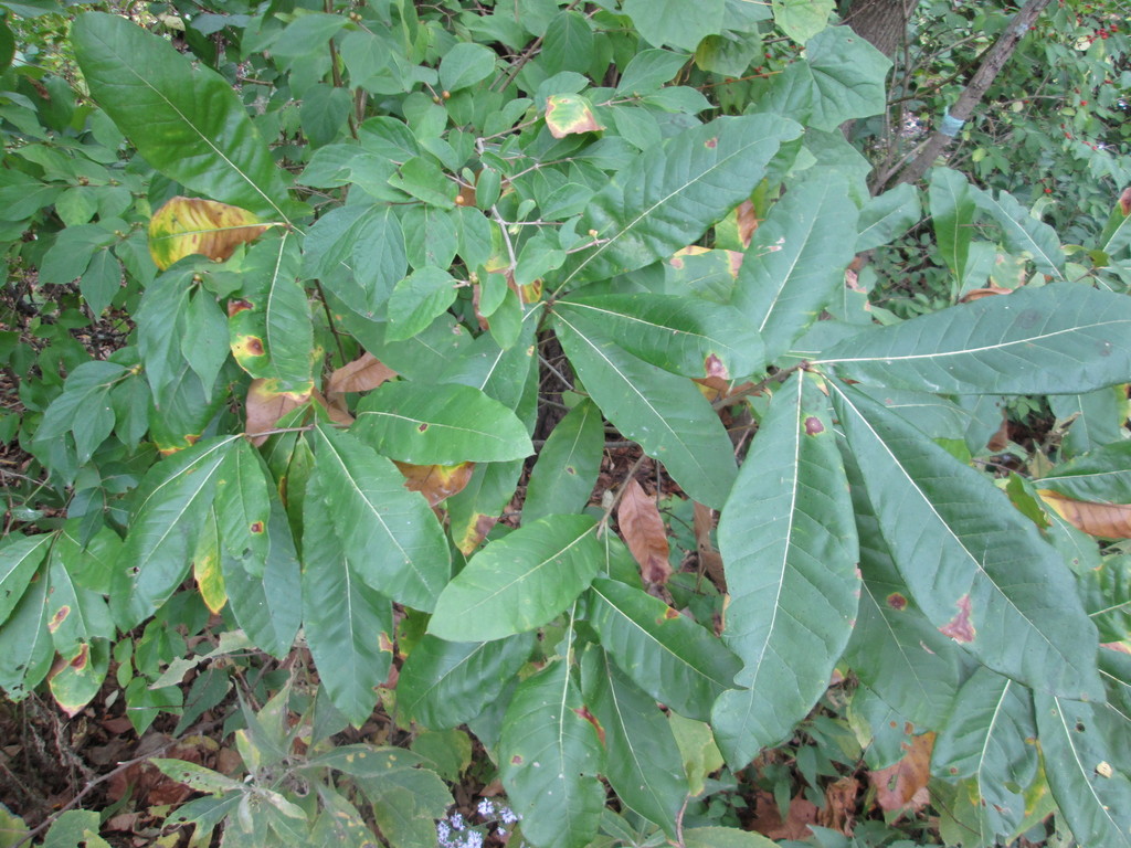 Shingle Oak