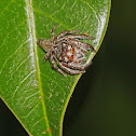 Jumping Spider