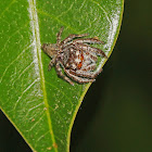 Jumping Spider