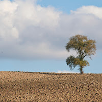 Il solitario di 