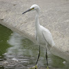 Little Egret