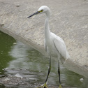 Little Egret