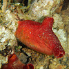 Red sea squirt