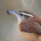 Carolina Wren