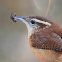 Carolina Wren