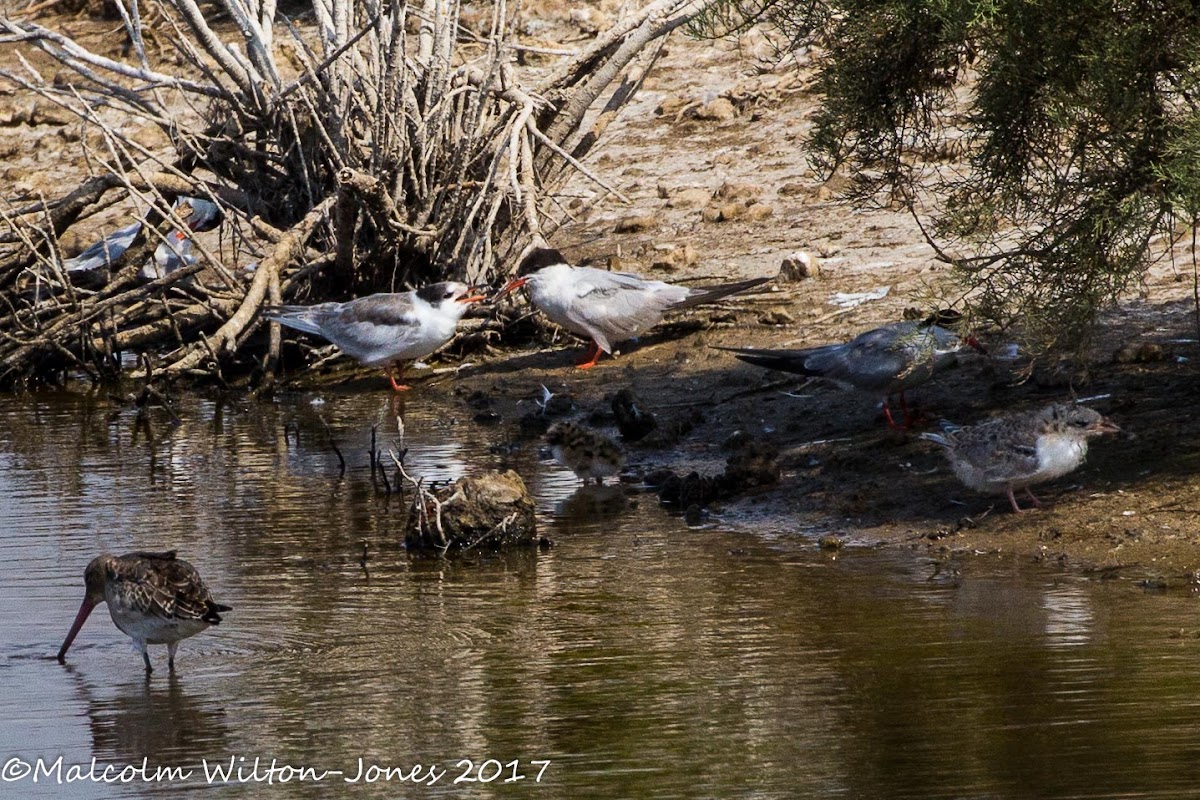 Common Tern; Charrán Común