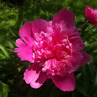 Peony