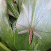 Cranefly