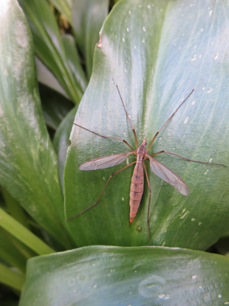 Cranefly