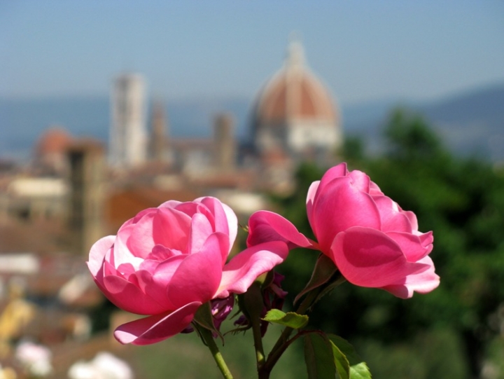 Rose d'arte di pizzicastelle