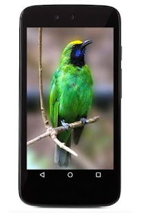 How to mod Suara Masteran Cucak Ijo 1.1 apk for bluestacks