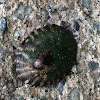 Southern Finger Limpet