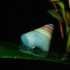 Snail