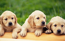 Puppies Wallpapers HD Theme small promo image