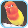 Masteran Kicau Burung LoveBird icon