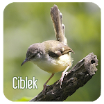 Masteran Kicau Ciblek Apk