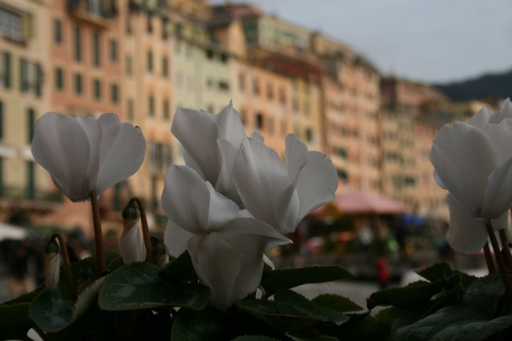 Fantastica liguria di ornix