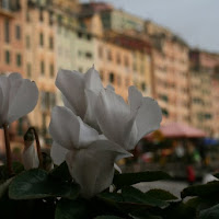 Fantastica liguria di 