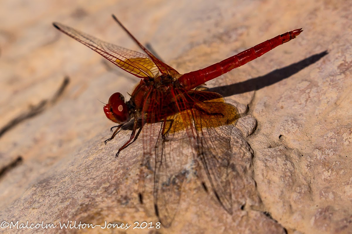 Orange-winged Dropwing