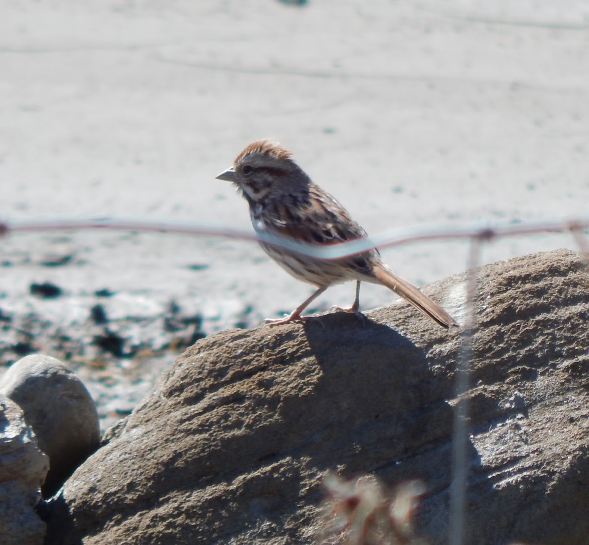 Purple Finch (female)