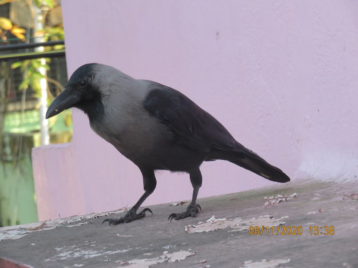 House Crow