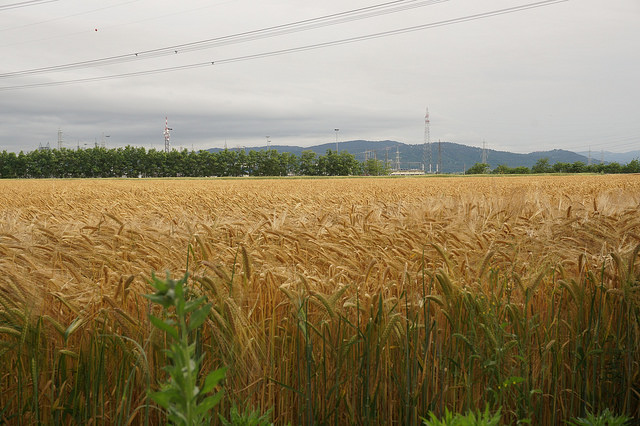 campo di grano di anto1769