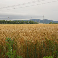 campo di grano di 