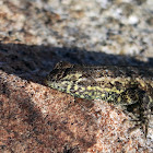 Side-blotched Lizard