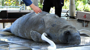 Manatee Rescue Squad thumbnail