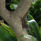 Brown anole