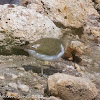 Common Sandpiper; Andarríos Chico