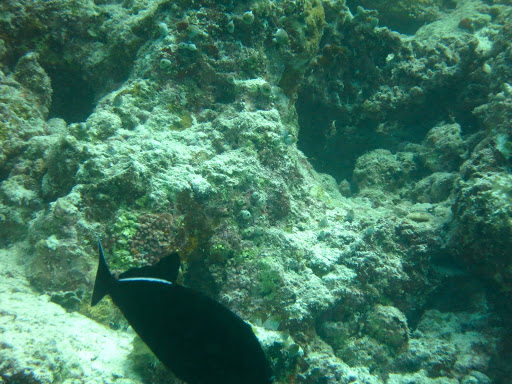 Underwater in The Maldives 2014