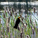 Yellow-headed Blackbird