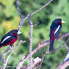 Black and Red Broadbill