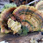 Fuzzy turkey tail